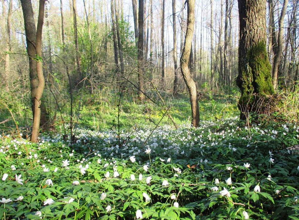Нетішин місто. Урочище Вільшина